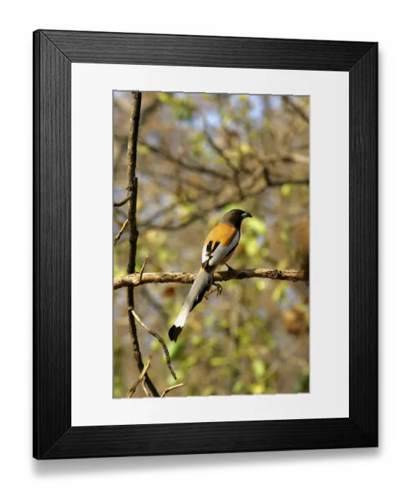 Framed Print : Red rufous treepie (Dendrocitta vagabunda)