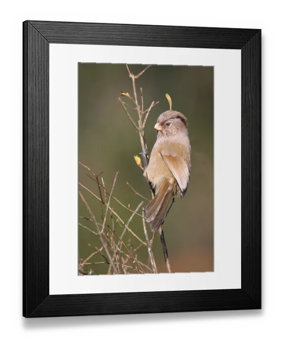 Framed Print : Brown Parrotbill (Paradoxornis unicolor) adult