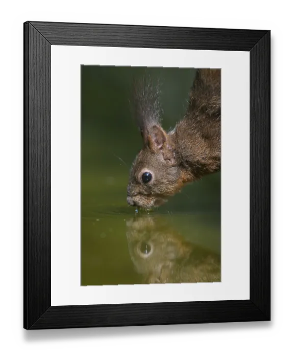 Framed Print : Eurasian Red Squirrel (Sciurus vulgaris) dark form Framed Print : Eurasian Red Squirrel (Sciurus vulgaris) dark form