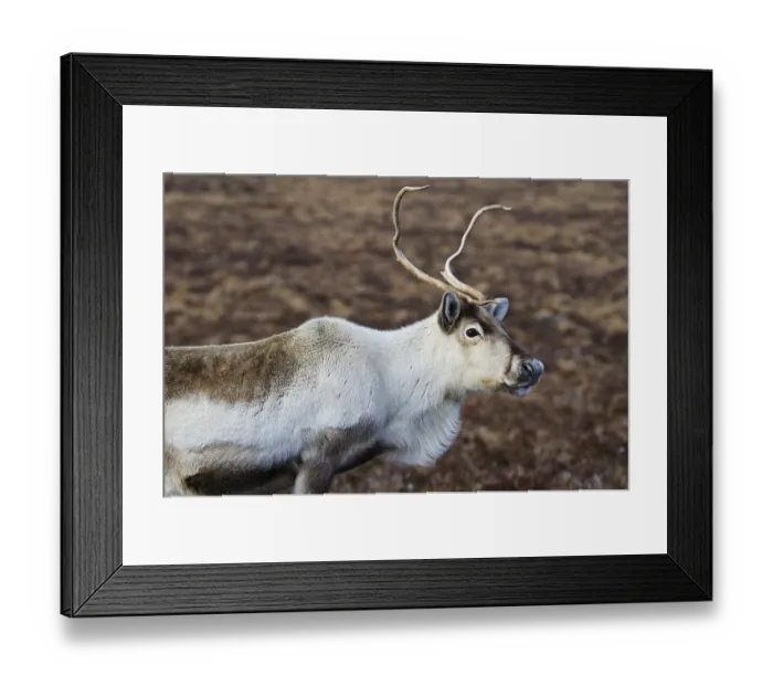 Framed Print : Reindeer (Rangifer tarandus) adult