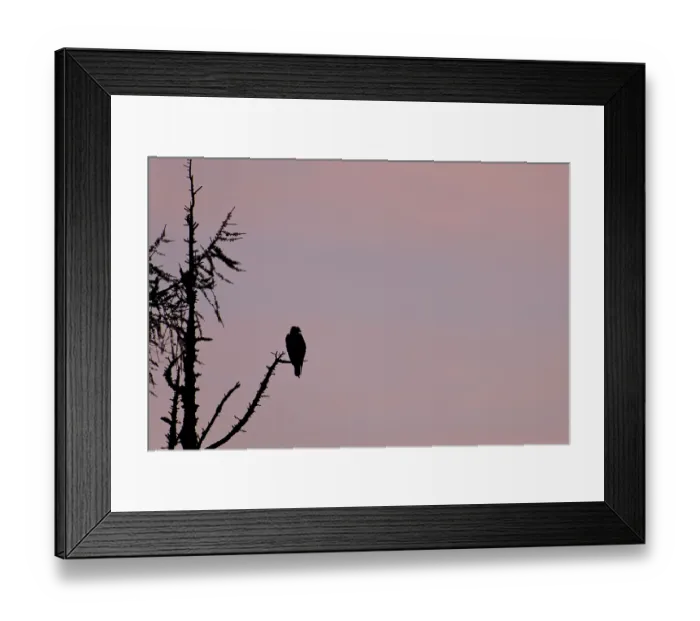 Framed Print : Western osprey (Pandion haliaetus) adult