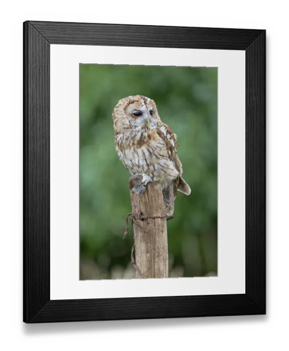 Framed Print : Tawny Owl, tawny owls (Strix aluco)