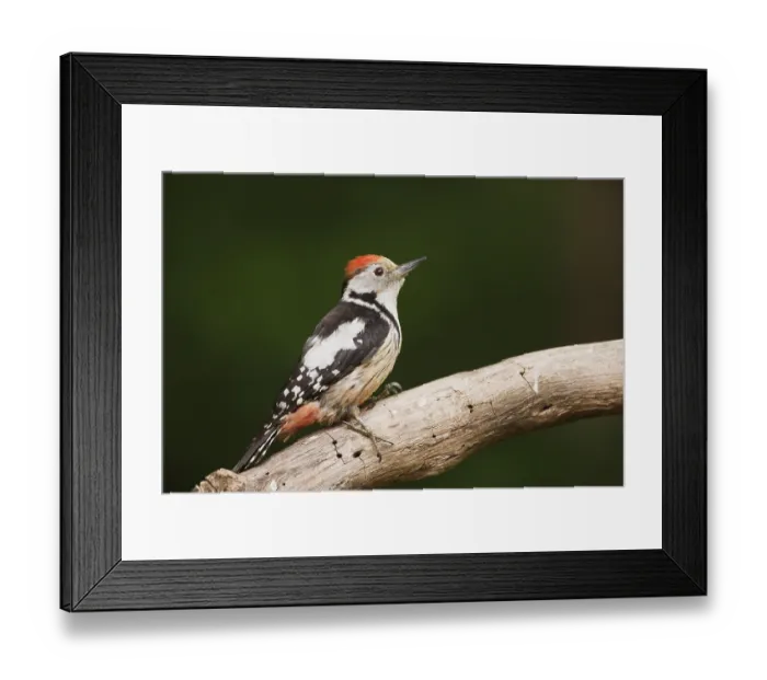 Framed Print : Middle Spotted Woodpecker (Dendrocopos medius) adult