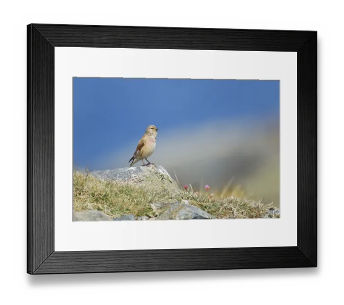 Framed Print : Acanthis cannabina, Blood Linnet