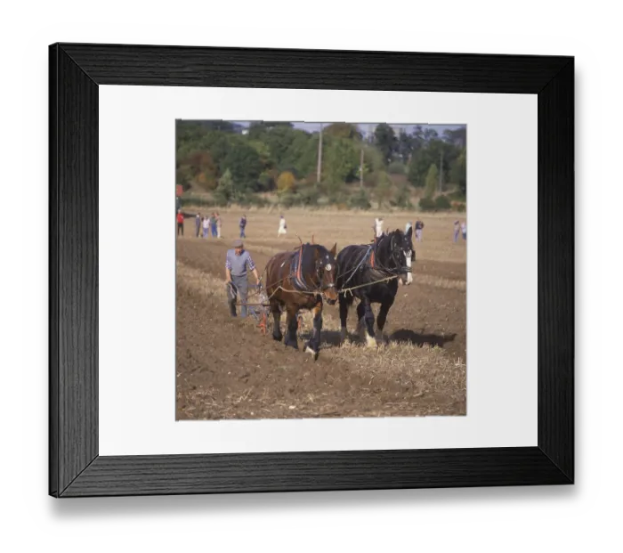 Framed Print : Shire Horse Two horses pulling the plough Framed Print : Shire Horse Two horses pulling the plough