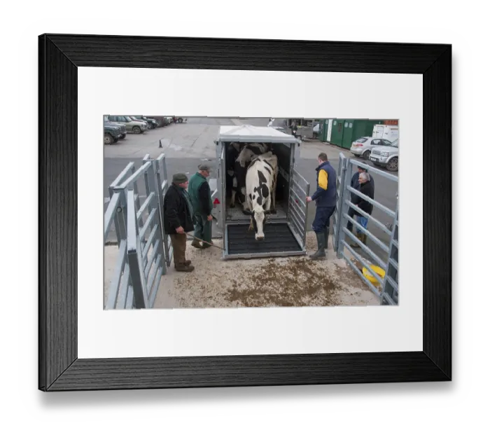 Framed Print : Cattle farming, unloading cull dairy cows from livestock trailer Framed Print : Cattle farming, unloading cull dairy cows from livestock trailer