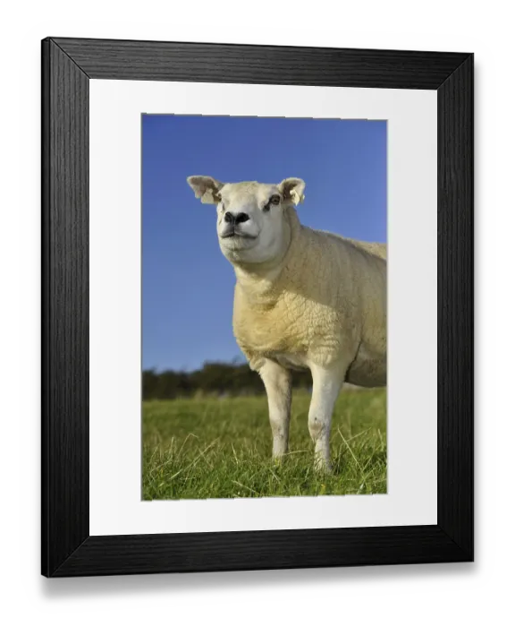 Framed Print : Domestic Sheep, Texel ewe, standing in pasture
