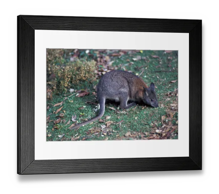 Framed Print : Red-necked pademelon (Thylogale thetis) Framed Print : Red-necked pademelon (Thylogale thetis)