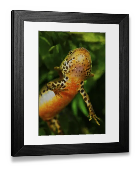 Framed Print : Alpine newt (Mesotriton alpestris) neotenic juvenile Framed Print : Alpine newt (Mesotriton alpestris) neotenic juvenile