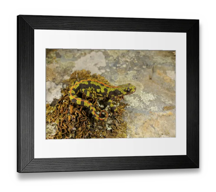 Framed Print : Marbled Newt (Triturus marmoratus) adult