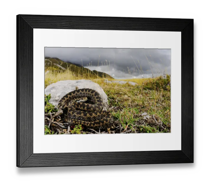 Framed Print : Orsini's Viper (Vipera ursinii) adult