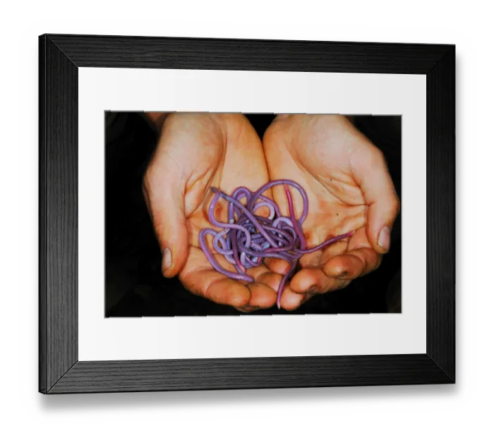 Framed Print : Burrowing, Burrowing, Amphibians Framed Print : Burrowing, Burrowing, Amphibians