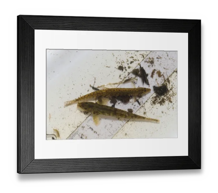 Framed Print : Spiny stone loach (Noemacheilus spined loach (Cobitis taenia)
