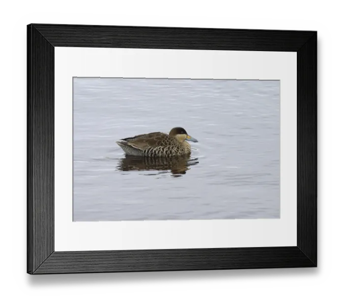 Framed Print : Silver Duck, Silver Ducks, Ducks