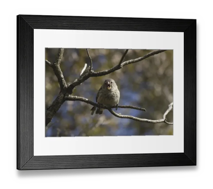 Framed Print : Small-billed Darwinfinch, Small-billed Darwinfinch Framed Print : Small-billed Darwinfinch, Small-billed Darwinfinch