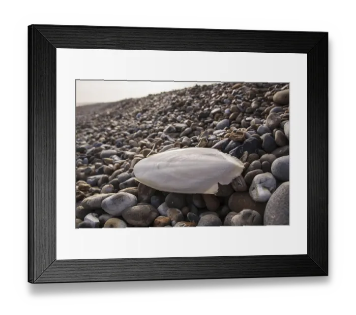 Framed Print : Common cuttlefish (Sepia officinalis)
