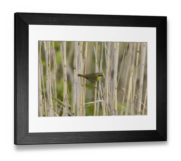 Framed Print : Common Yellowthroat (Geothlypis trichas)