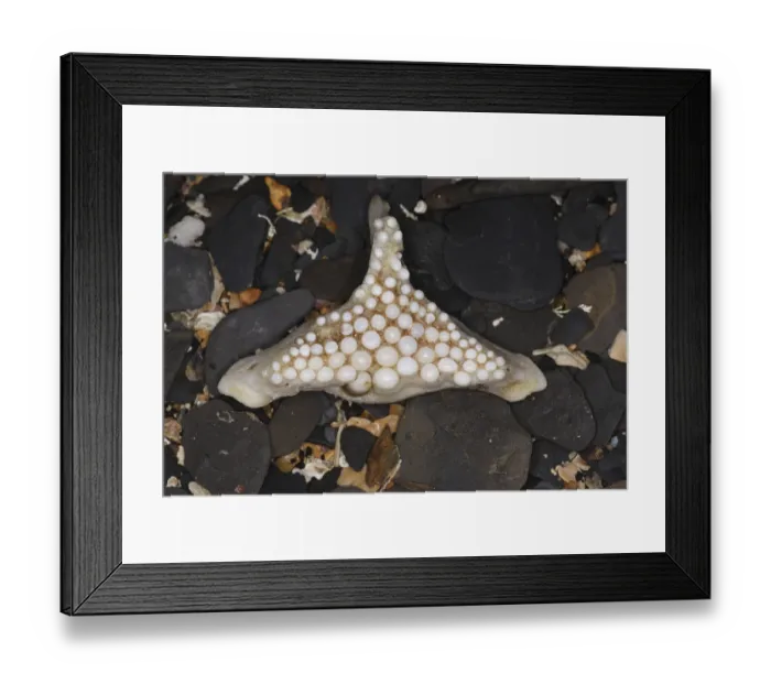 Framed Print : Ballan ballan wrasse (Labrus bergylta) Ballan cross Framed Print : Ballan ballan wrasse (Labrus bergylta) Ballan cross