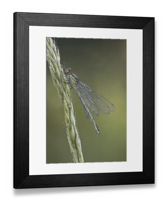 Framed Print : Red-eyed damselfly (Erythromma najas) Framed Print : Red-eyed damselfly (Erythromma najas)