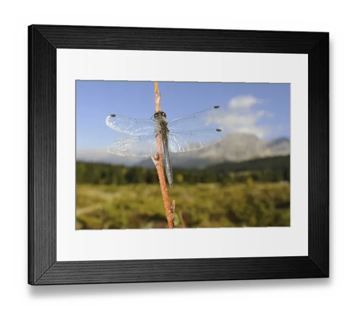 Framed Print : Black Darter (Sympetrum danae) adult male