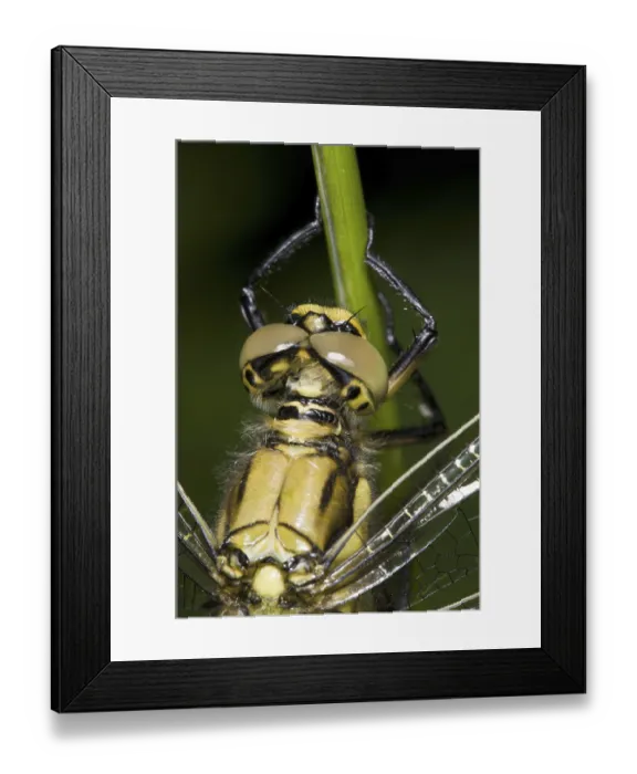 Framed Print : Black-tailed skimmer (Orthetrum cancellatum) Framed Print : Black-tailed skimmer (Orthetrum cancellatum)