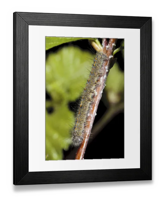 Framed Print : December moth (Poecilocampa populi) Framed Print : December moth (Poecilocampa populi)