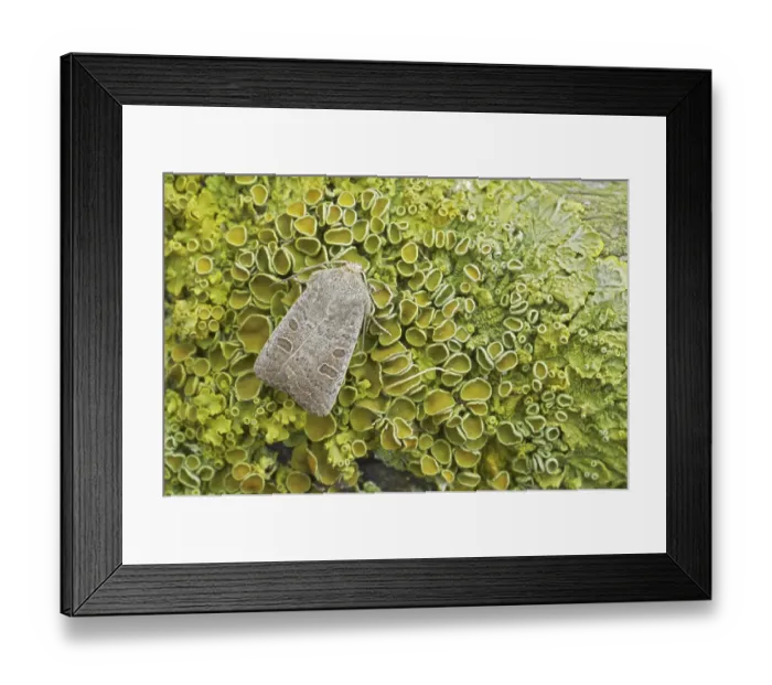 Framed Print : Light brown owlet moth (Noctuidae)