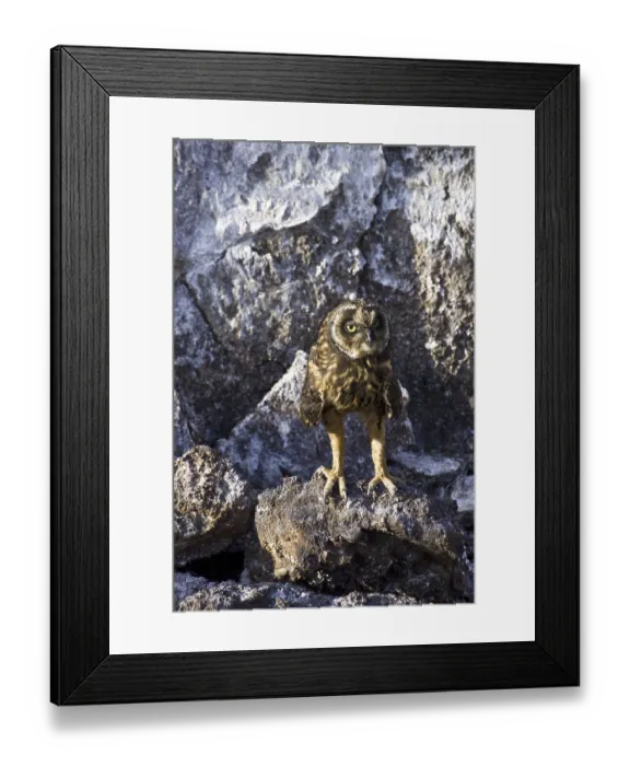 Framed Print : Short-eared owls (Asio flammeus galapagoensis) Framed Print : Short-eared owls (Asio flammeus galapagoensis)