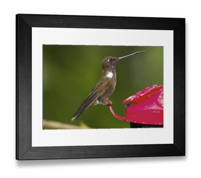 Framed Print : Brown brown inca (Coeligena wilsoni)