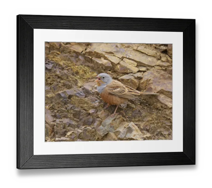 Framed Print : Cretzschmar's cretzschmar's bunting (Emberiza caesia)