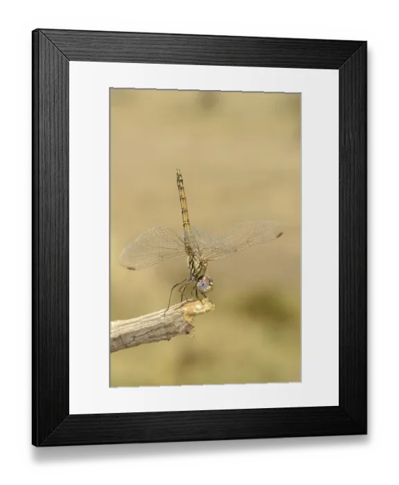 Framed Print : Blue Basker (Urothemis edwardsii) adult female Framed Print : Blue Basker (Urothemis edwardsii) adult female