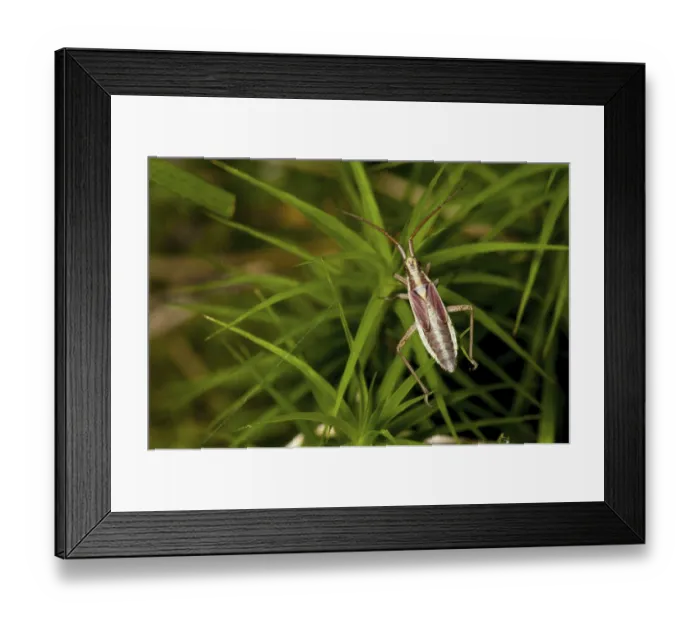 Framed Print : Meadow Plant Bug (Leptopterna dolabrata) adult female