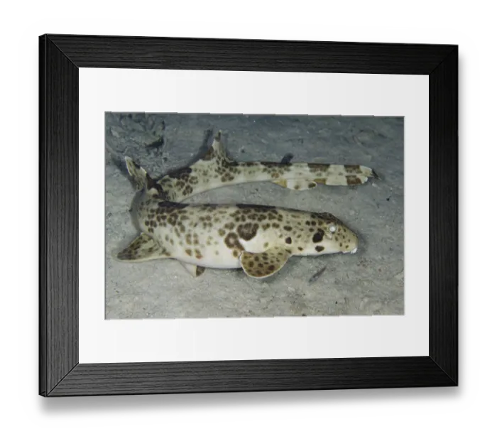 Framed Print : Indonesian indonesian speckled carpetshark (Hemiscyllium freycineti)