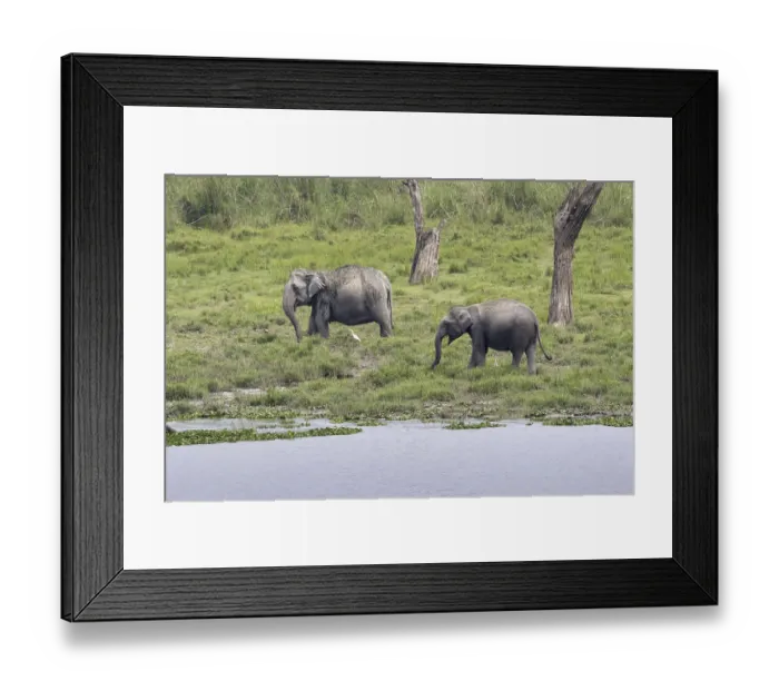 Framed Print : Asian elephant, Indian elephant Framed Print : Asian elephant, Indian elephant