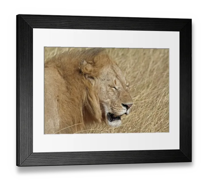 Framed Print : M Framed Print : M