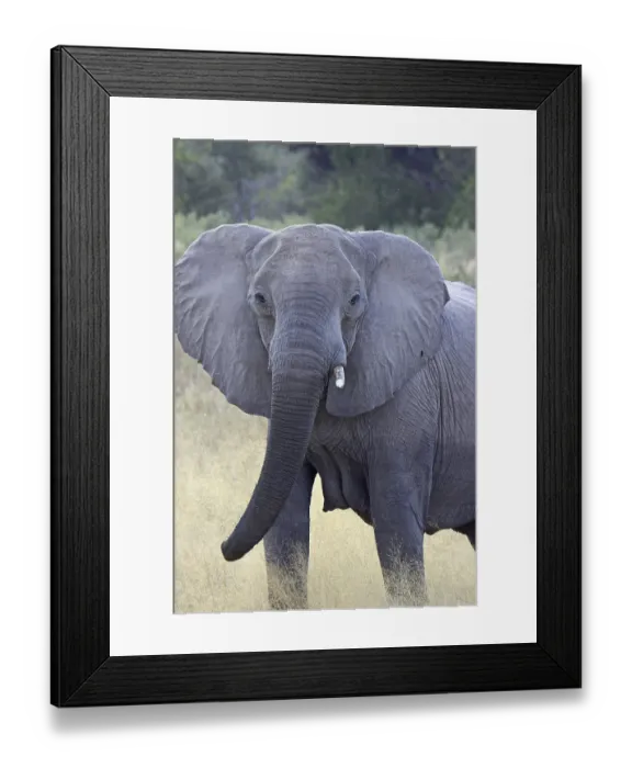 Framed Print : African elephant (Loxodonta africana) in Moremi Game Reserve Botswana