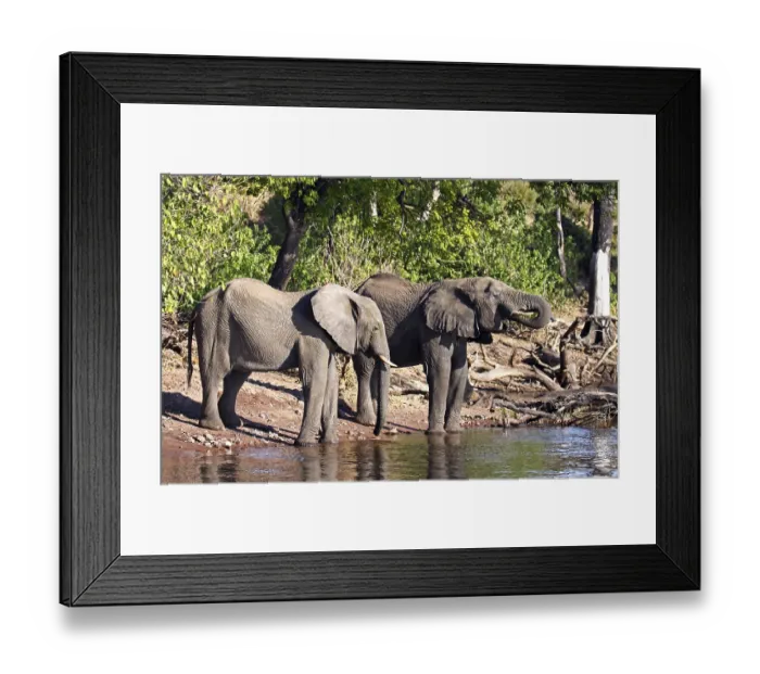 Framed Print : African elephants (Loxodonta africana) on the banks of the Chobe