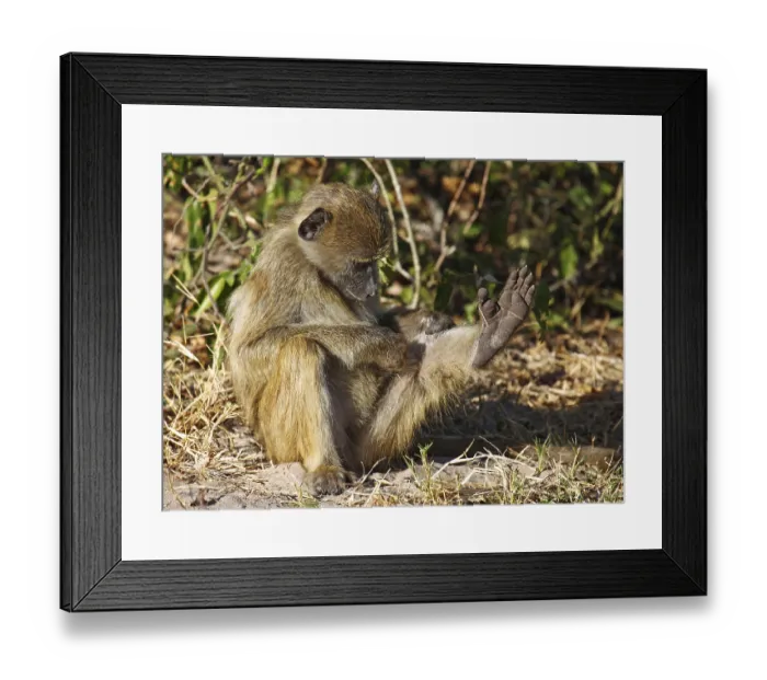 Framed Print : Yellow Baboon (papio cynocephalus)