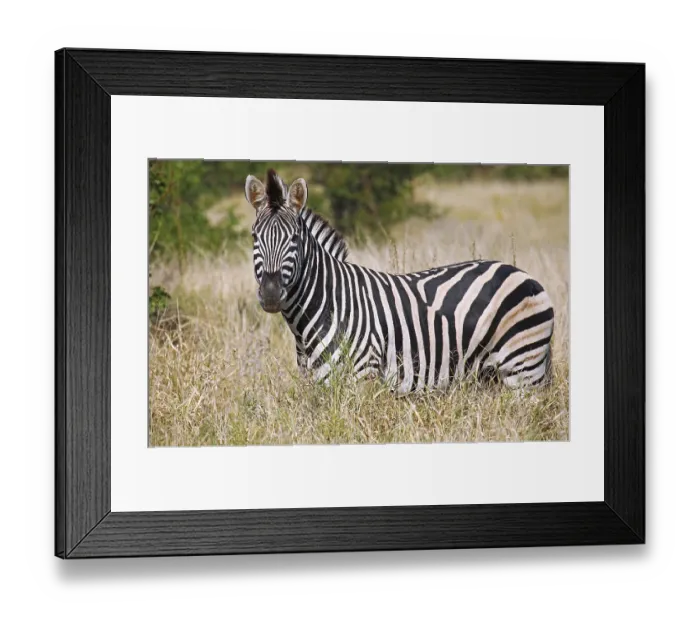 Framed Print : Steppenzebra im hohen Gras, S Framed Print : Steppenzebra im hohen Gras, S