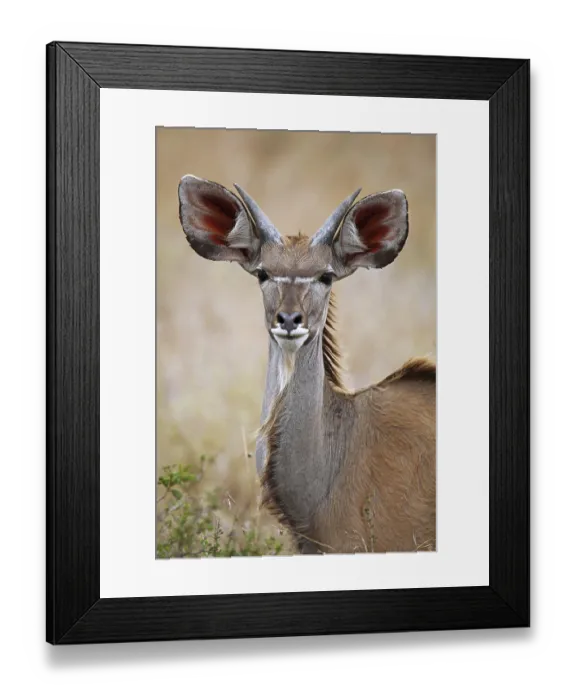 Framed Print : Junger Kudu im Kruger Nationalpark, S Framed Print : Junger Kudu im Kruger Nationalpark, S