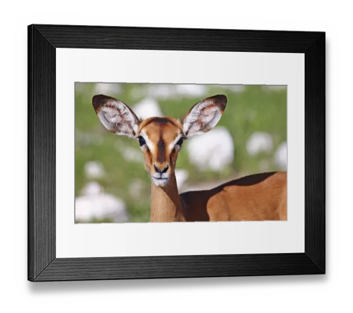 Framed Print : Impala, Etosha National Park, Namibia
