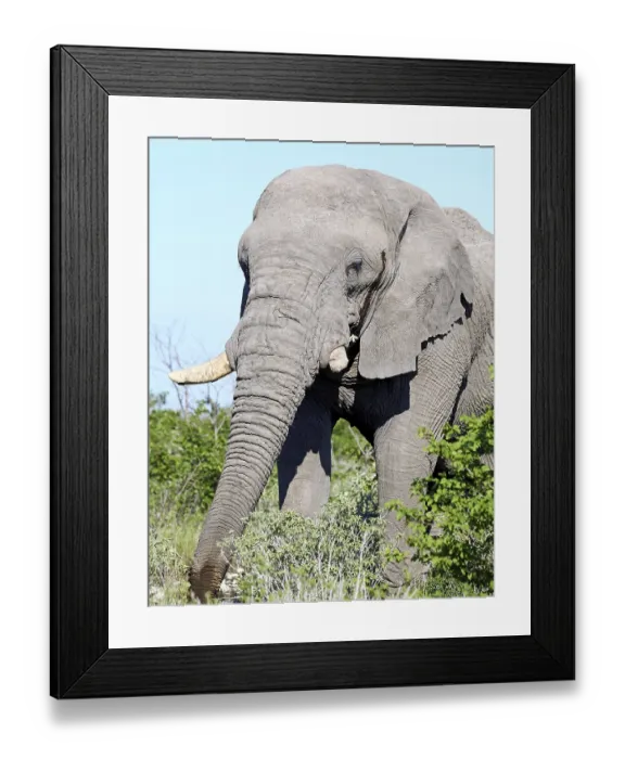 Framed Print : Elefant, Etosha, Namibia, african elephant (Loxodonta africana) Framed Print : Elefant, Etosha, Namibia, african elephant (Loxodonta africana)