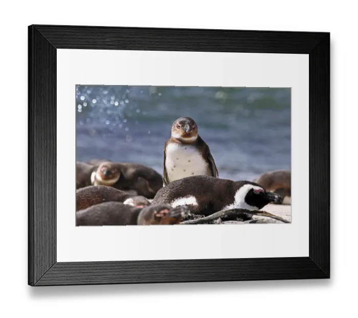 Framed Print : Brillenpinguin, Stony Point, S