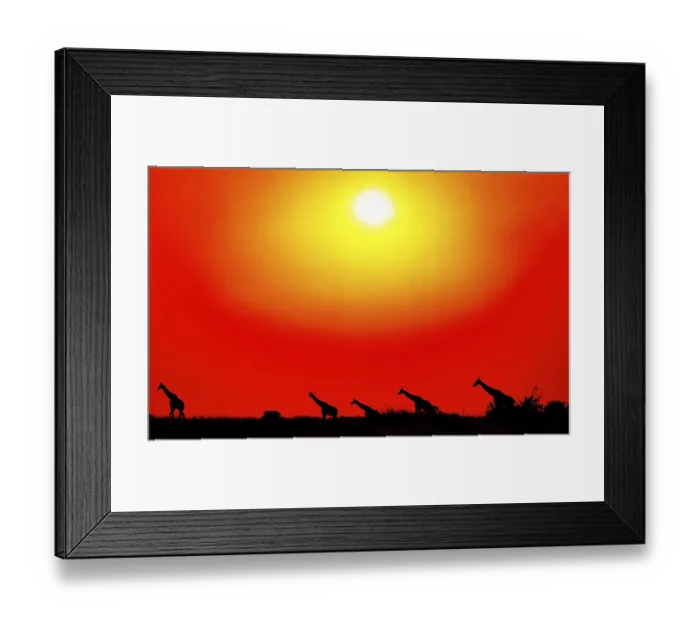 Framed Print : Ugandische Giraffe (Giraffa camelopardalis rothschildi) Framed Print : Ugandische Giraffe (Giraffa camelopardalis rothschildi)
