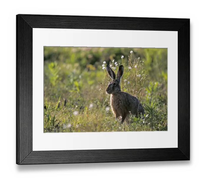 Framed Print : European hares (Lepus europaeus) have many predators