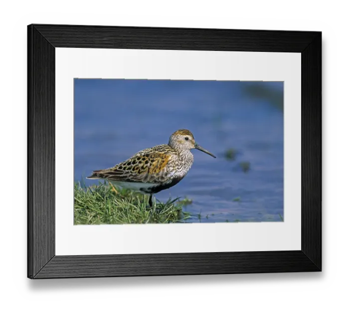 Framed Print : Dunlin, the majority of breed care is provided by the male Framed Print : Dunlin, the majority of breed care is provided by the male