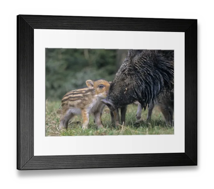 Framed Print : Wild boar (Sus scrofa)