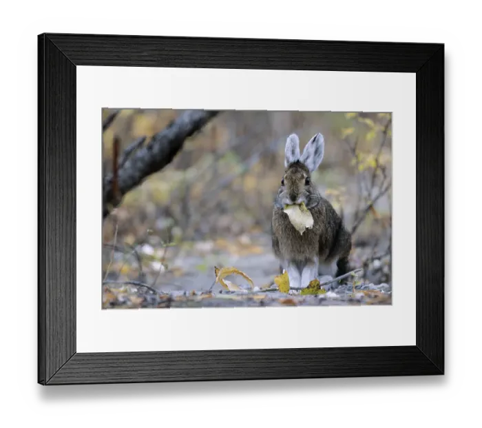 Framed Print : Snowshoe Hare (Lepus americanus) feeding willow leaves (Varying Hare) (Snowshoe Rabbit) Framed Print : Snowshoe Hare (Lepus americanus) feeding willow leaves (Varying Hare) (Snowshoe Rabbit)