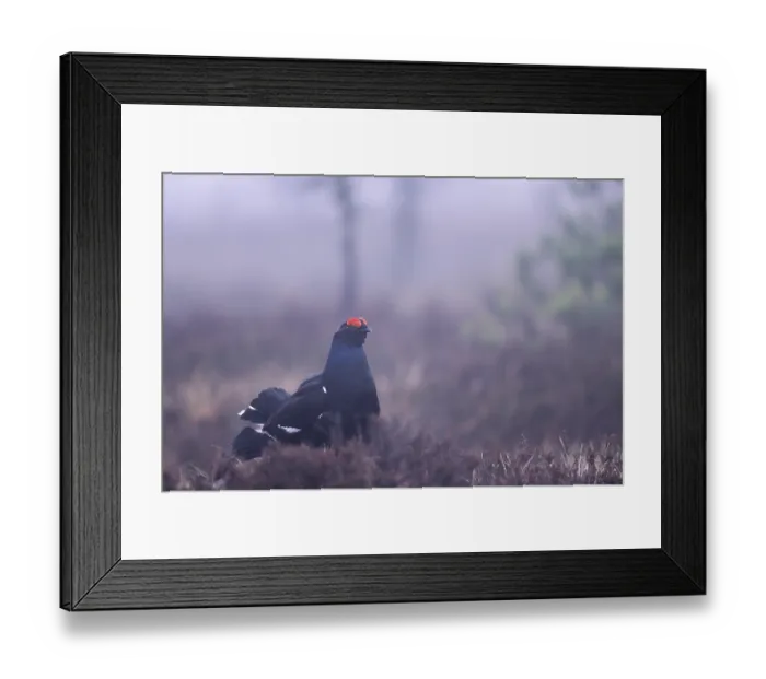 Framed Print : Black grouse (Lyrurus tetrix) in morning fog during courtship (Blackcock) (Blackhen) Framed Print : Black grouse (Lyrurus tetrix) in morning fog during courtship (Blackcock) (Blackhen)