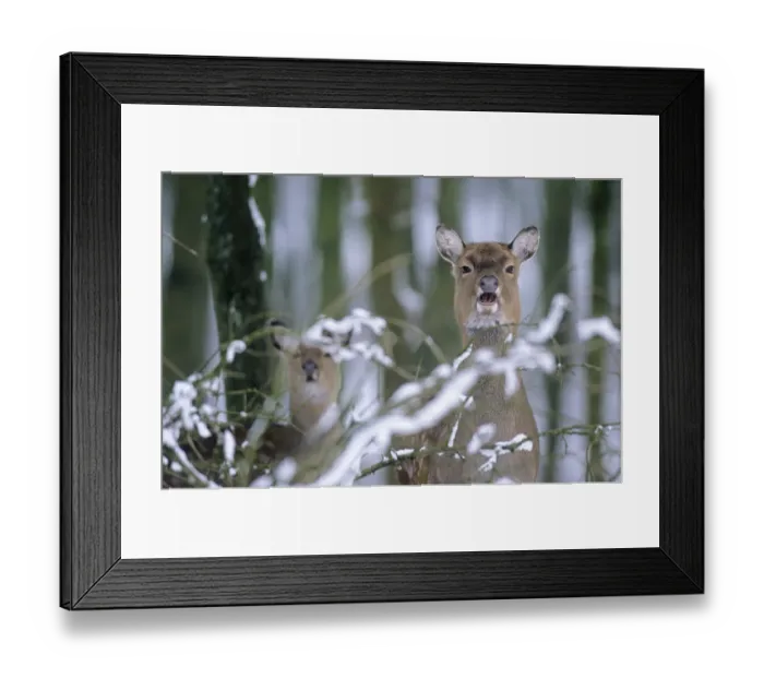 Framed Print : Subspecies: Dybowski sika deer (Cervus nippon) Framed Print : Subspecies: Dybowski sika deer (Cervus nippon)